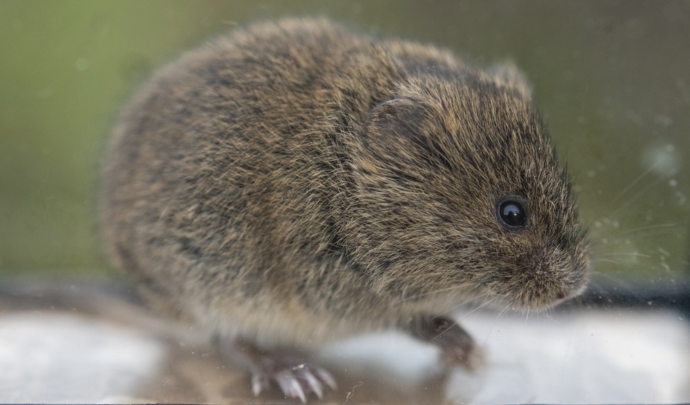 Noordse woelmuis